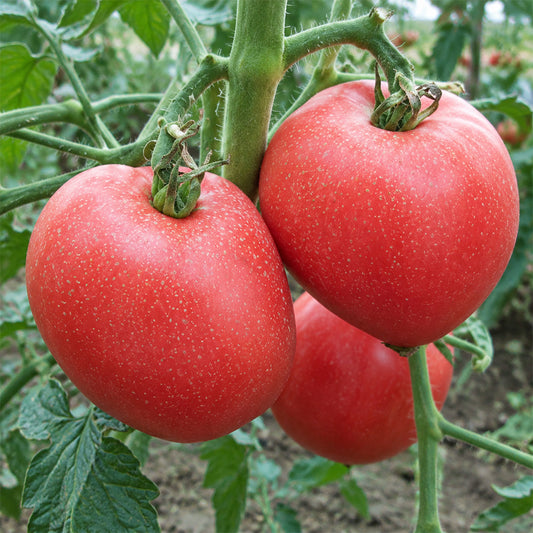 164 Sgt. Pepper's Rose Tomato