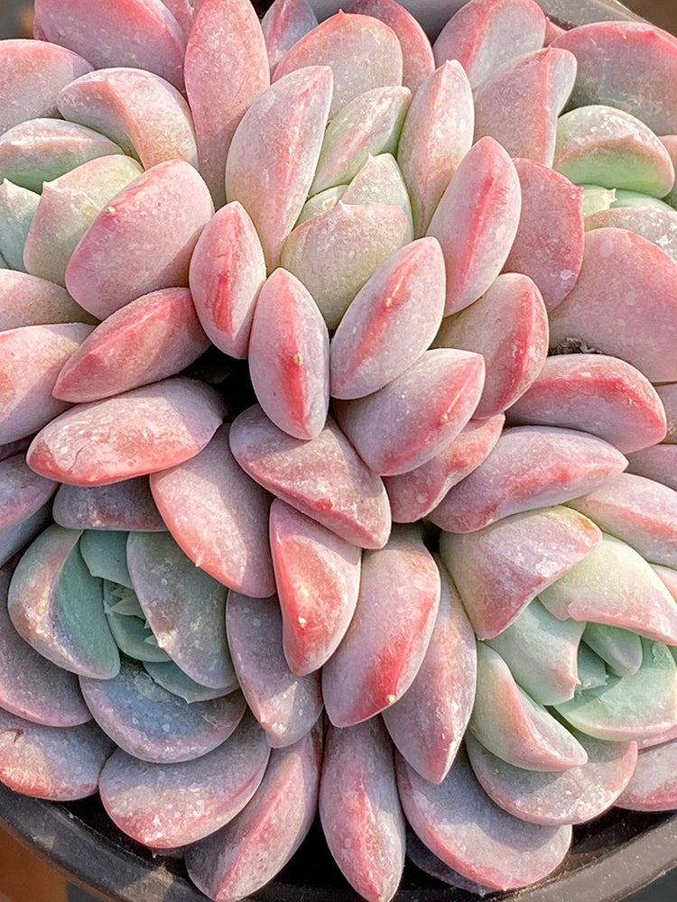 Echeveria Lauii
