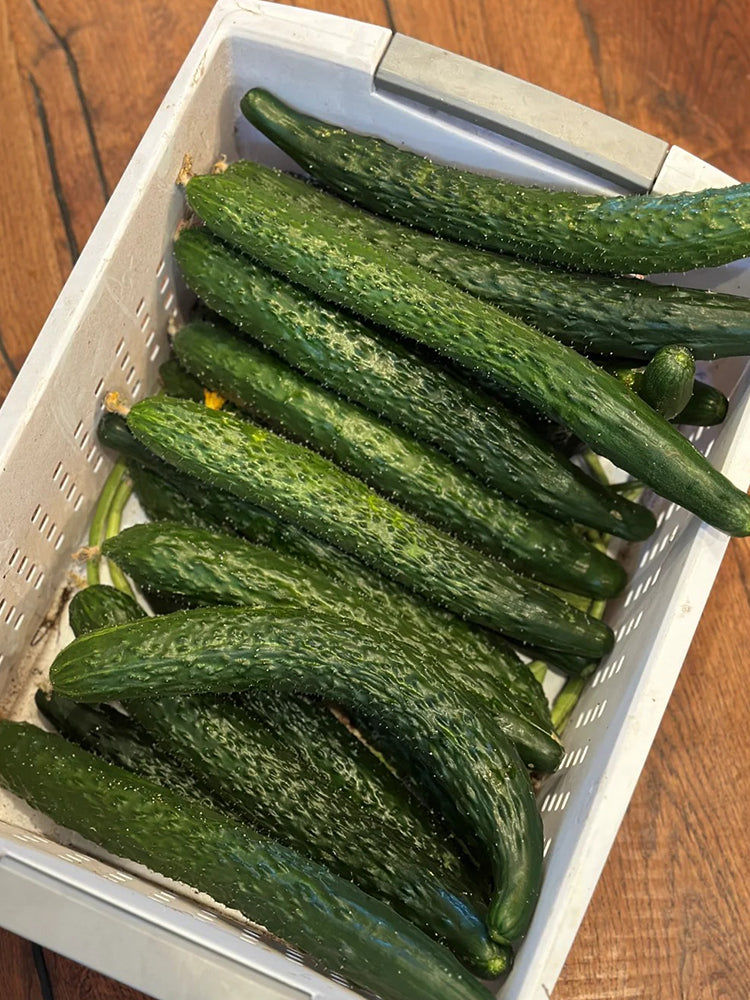 Boya 533 Cucumber