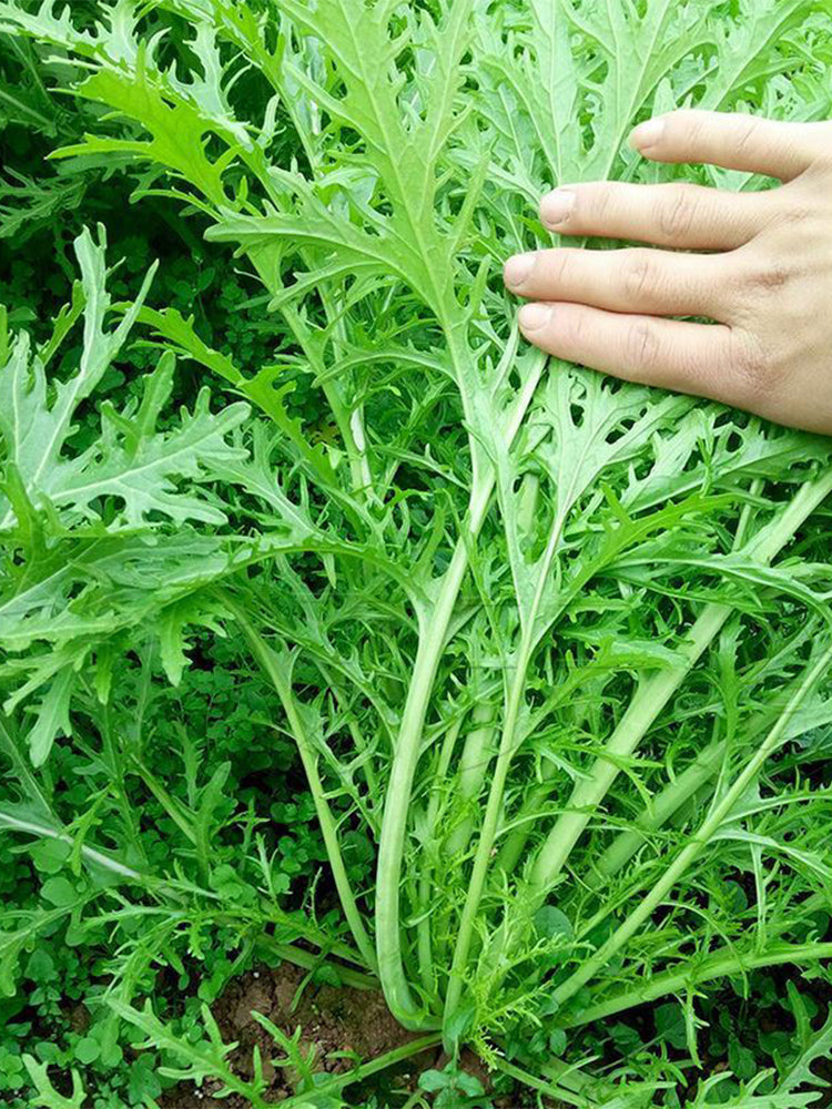 Small-leaved Potherb Mustard