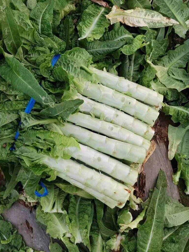 'Keguang No.1' Stem Lettuce