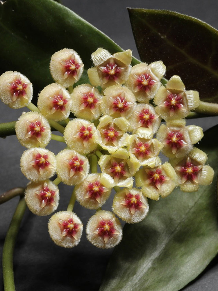 Hoya walliniana Unrooted Stem Cuttings