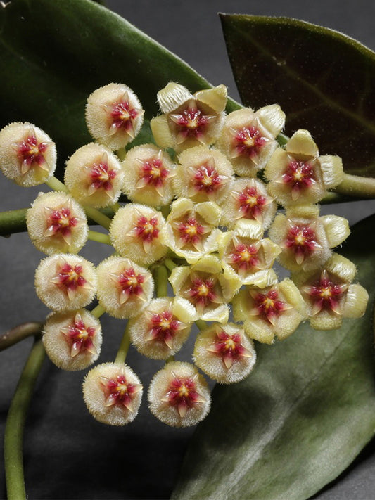 Hoya walliniana Unrooted Stem Cuttings