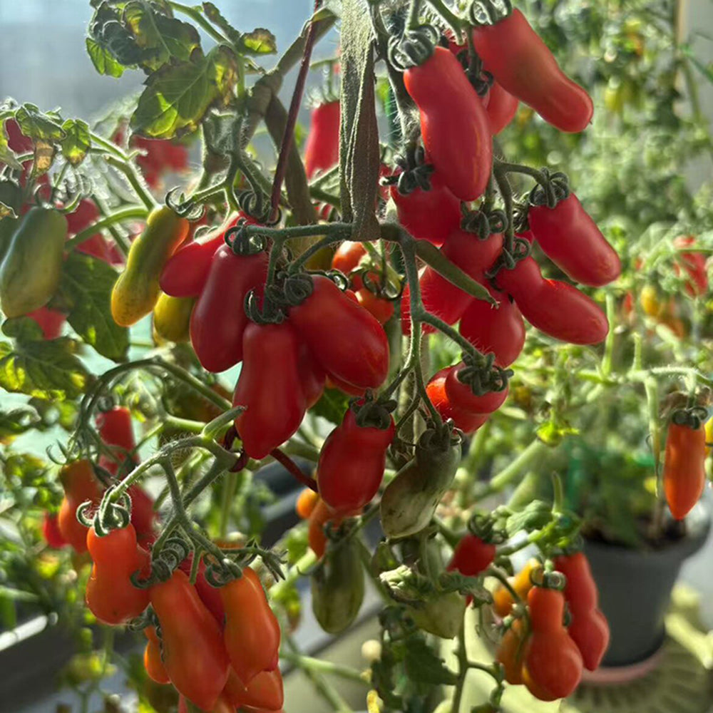 829 Micro Laura Tomato