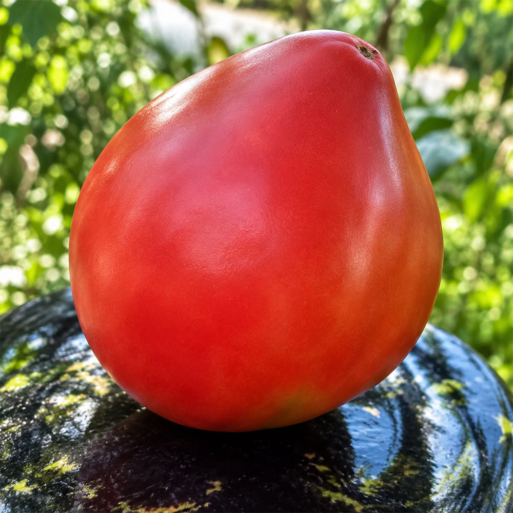 394 Fokusnik Tomato