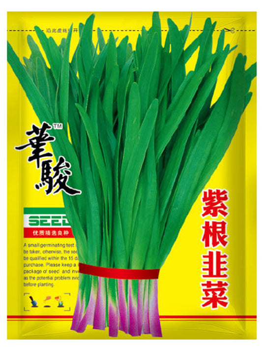 HUAJUN Purple-rooted Chinese Chives