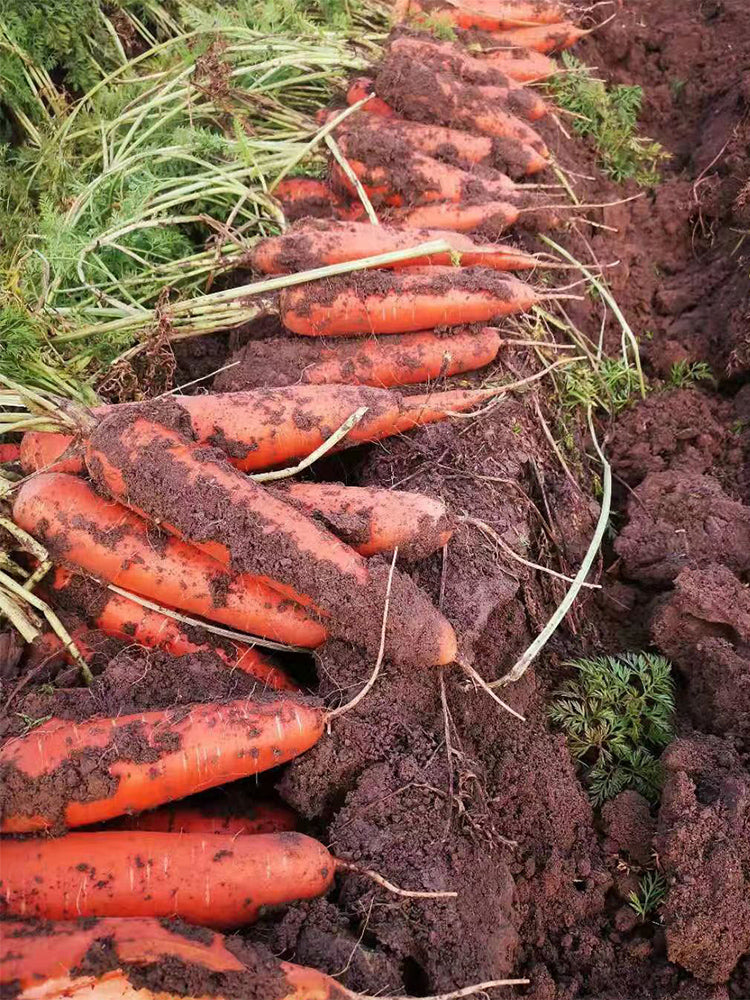 'Xiumei Hongbacun' Carrot