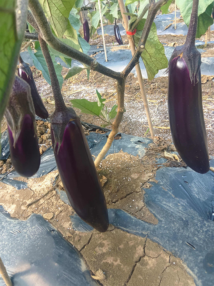 Chongqing Early No.1 Purple-Red Eggplant