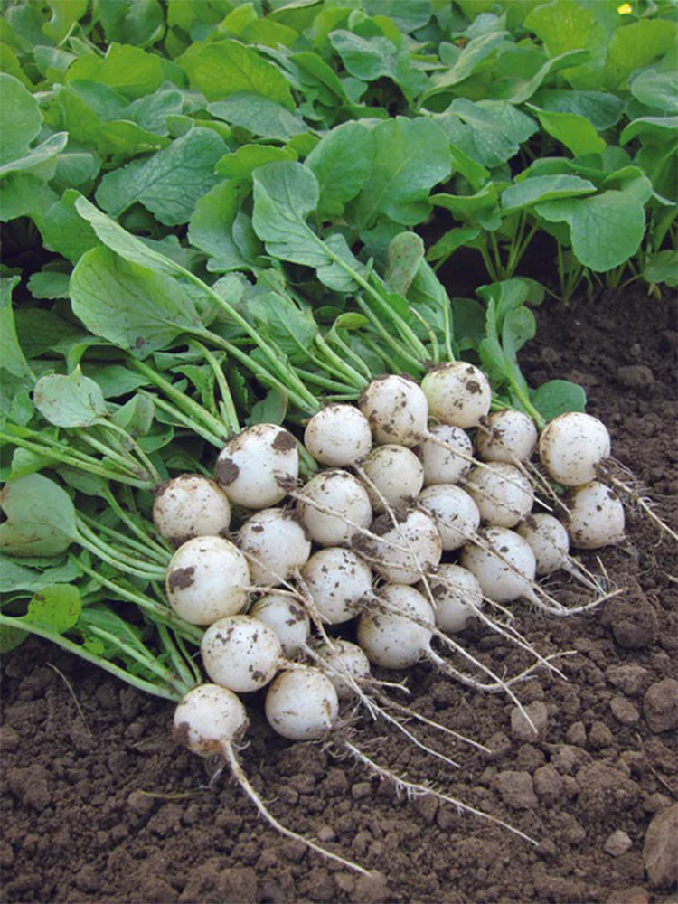 White Cherry Radish Hybrid