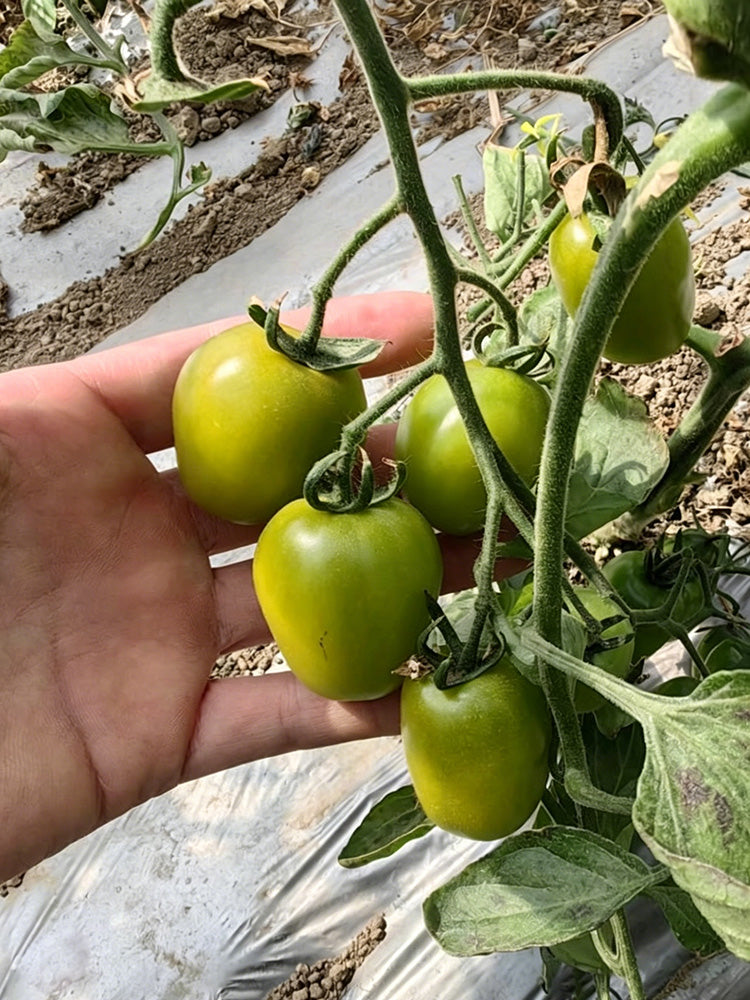 Green Jade Cherry Tomato