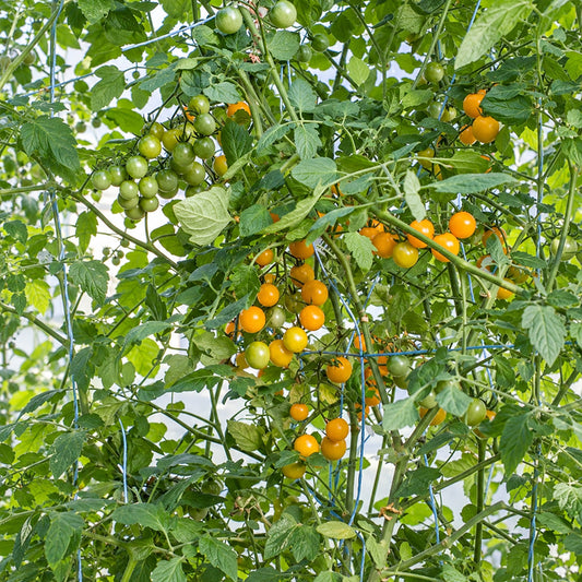 245 Sirja's Love Tomato