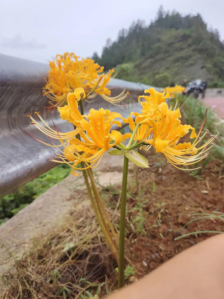 Yellow Spider Lily