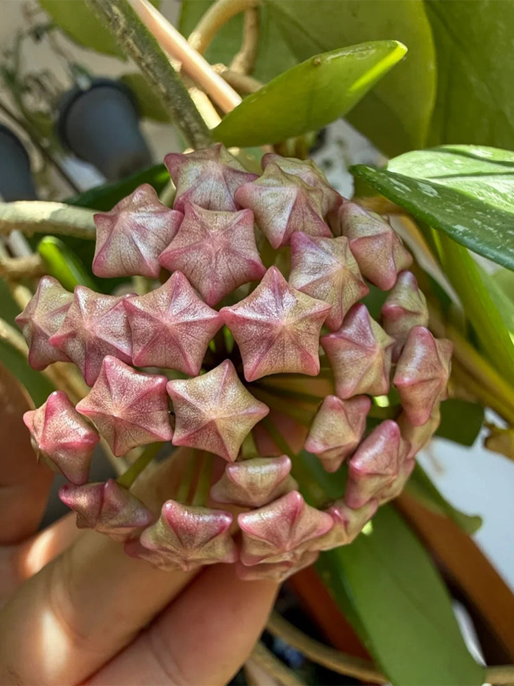 Hoya carnosa 'Freckles Splash' Unrooted Stem Cuttings
