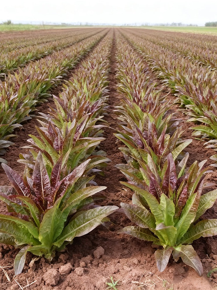 Jiemei Red Leaf Lettuce