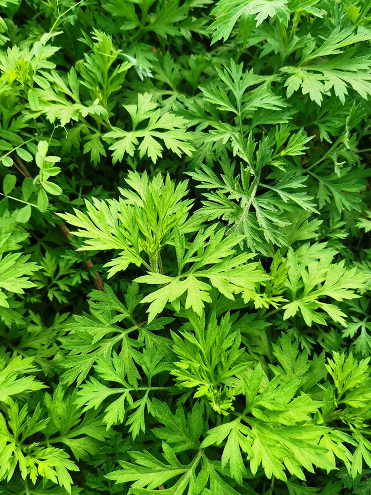 Fragrant Artemisia