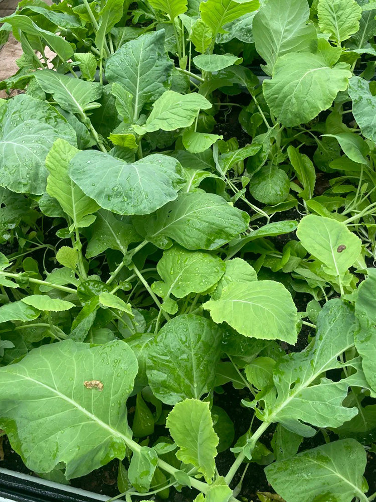 Jiemei Taoshan Chinese Broccoli
