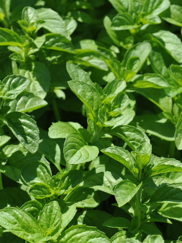 Pennyroyal Mint