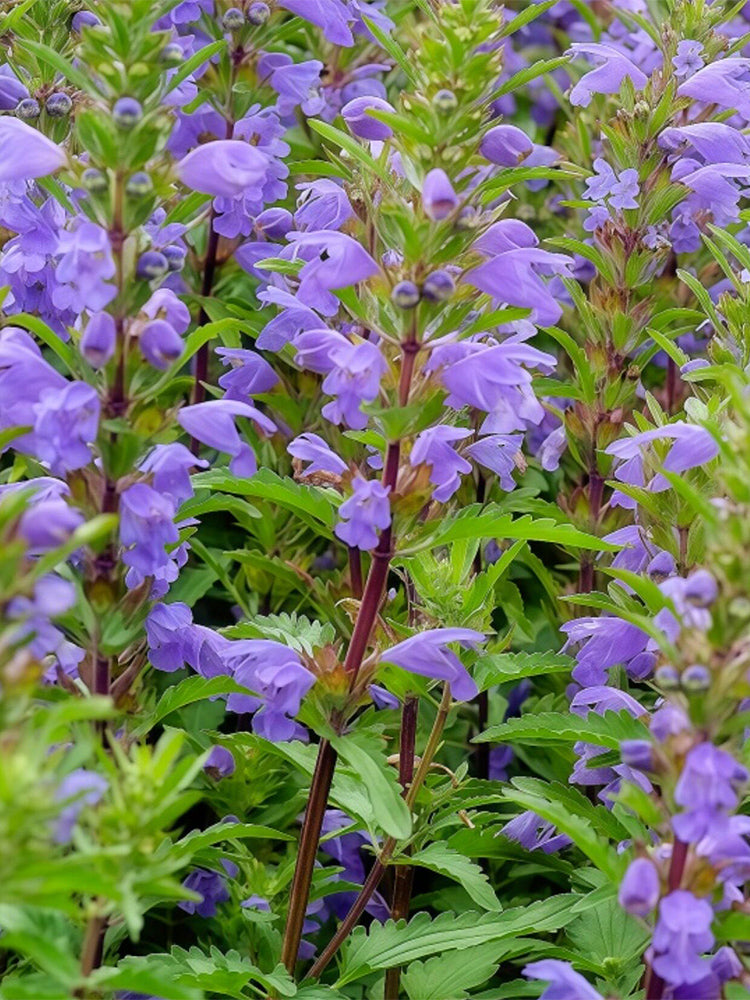 Mountain Mint