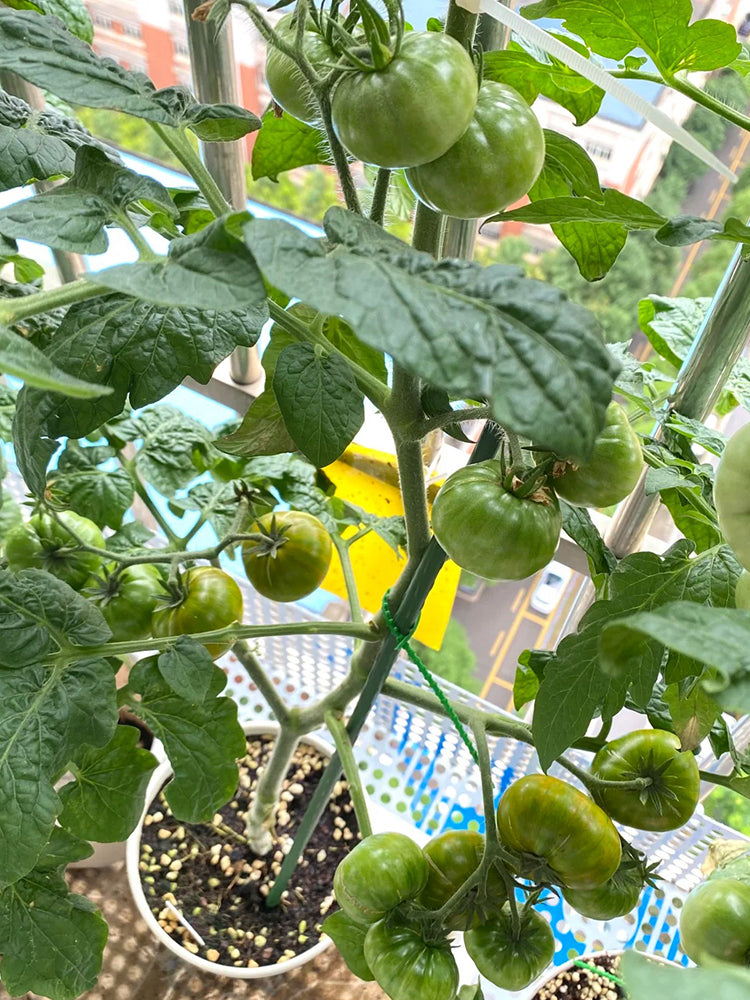 'Eden Micro Tiny No.4' Tomato