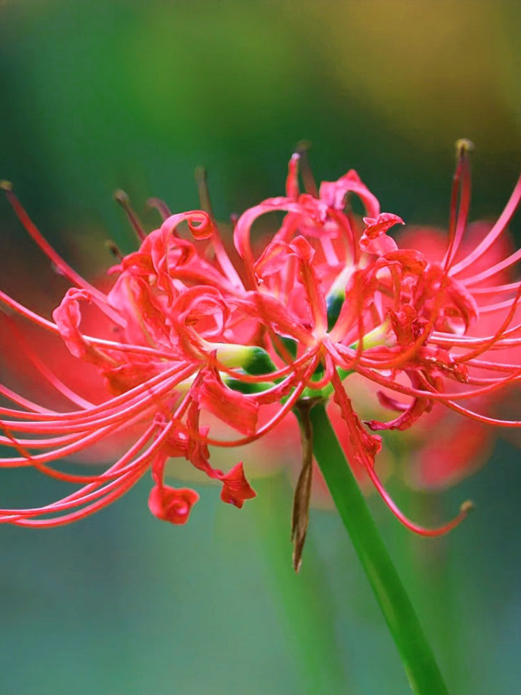Lycoris radiata (Triploid)