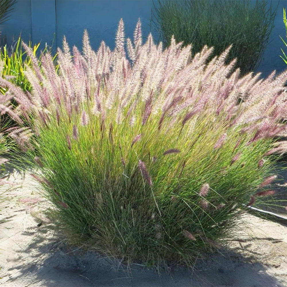 U2222 Purple Fountain Grass