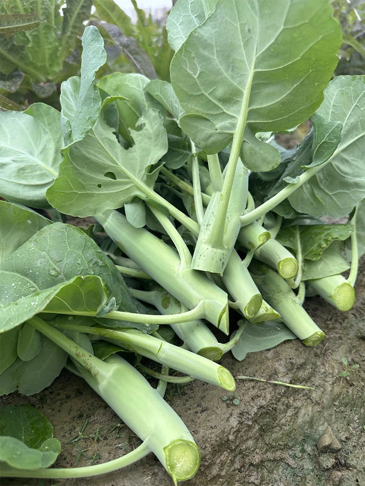 Wrinkle-leaf Mid-flowering Chinese Kale