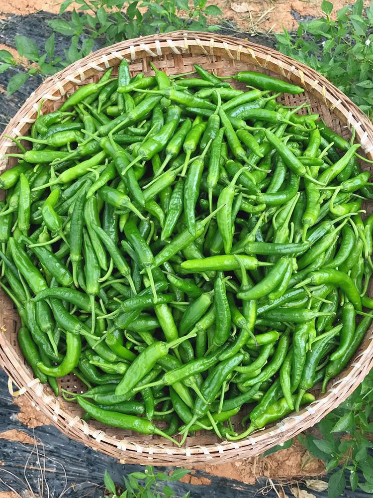Korean Green Chili Pepper
