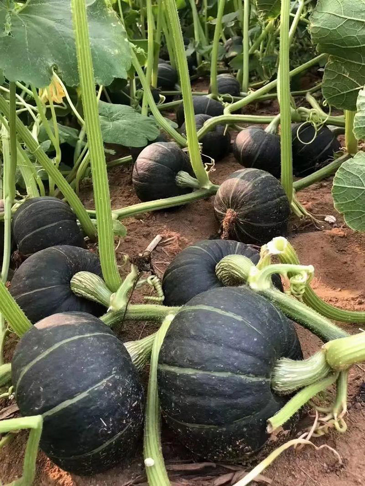 'Li Mei No. 1' Baby Pumpkin