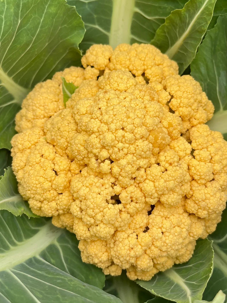 Jin Buhuan Cauliflower