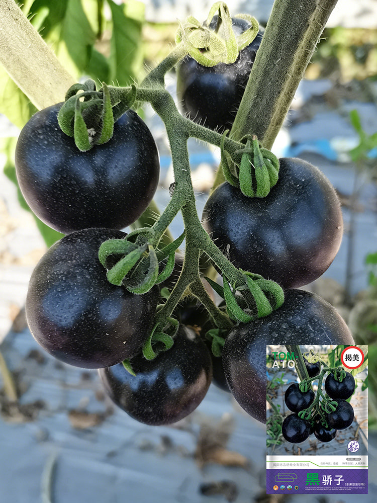 Black Jiaozi Tomato