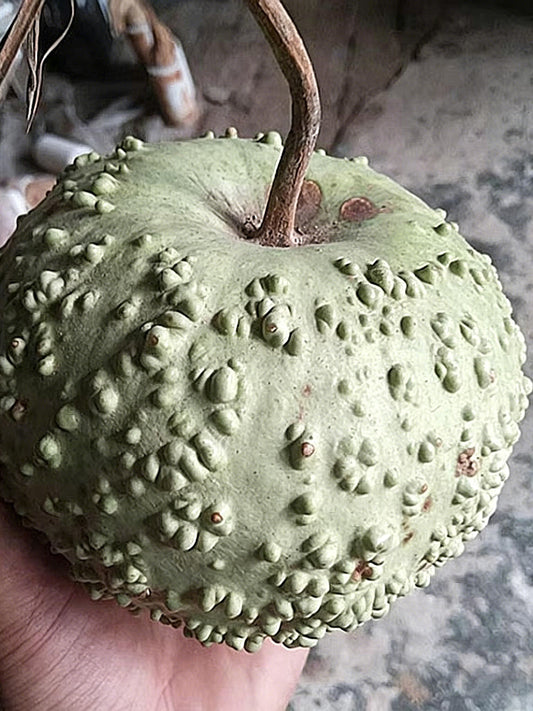 Man Tian Xing Gourd