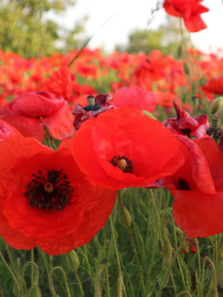 Hezhichun Field Poppy