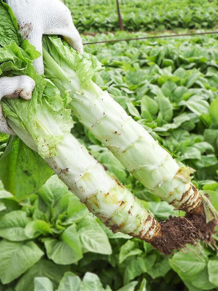 Heat-Resistant No.1 Stem Lettuce