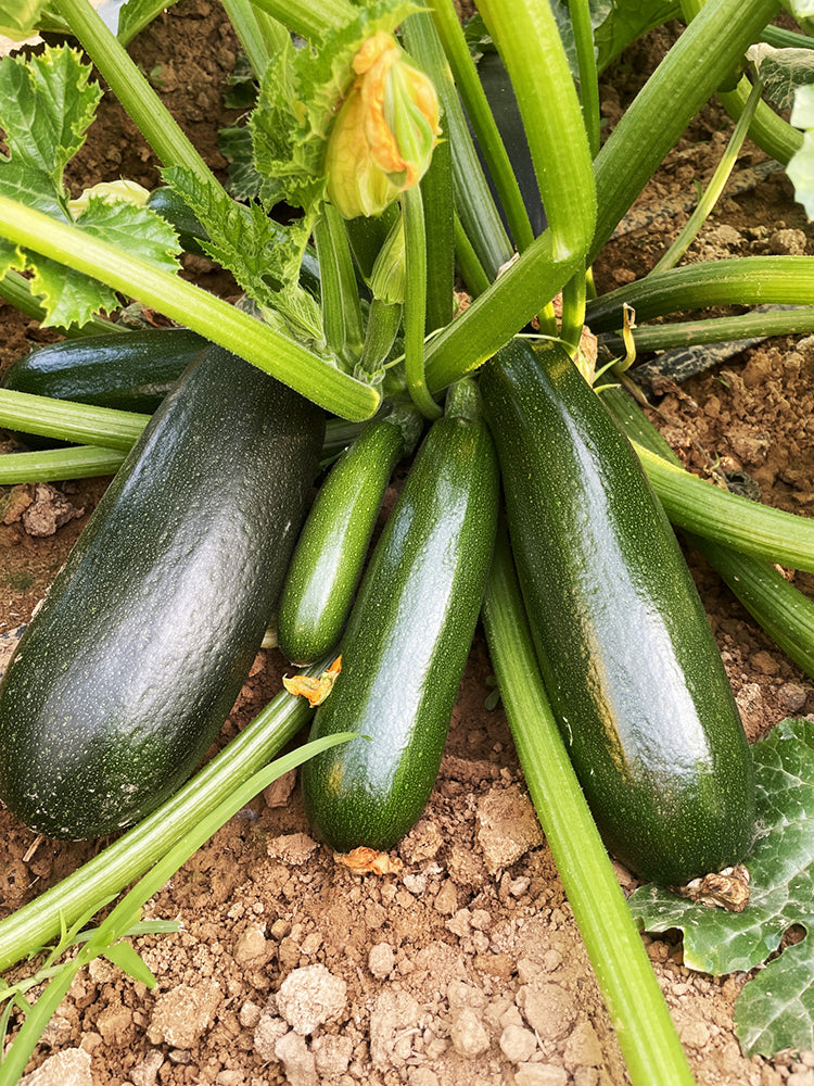 Summit Zucchini