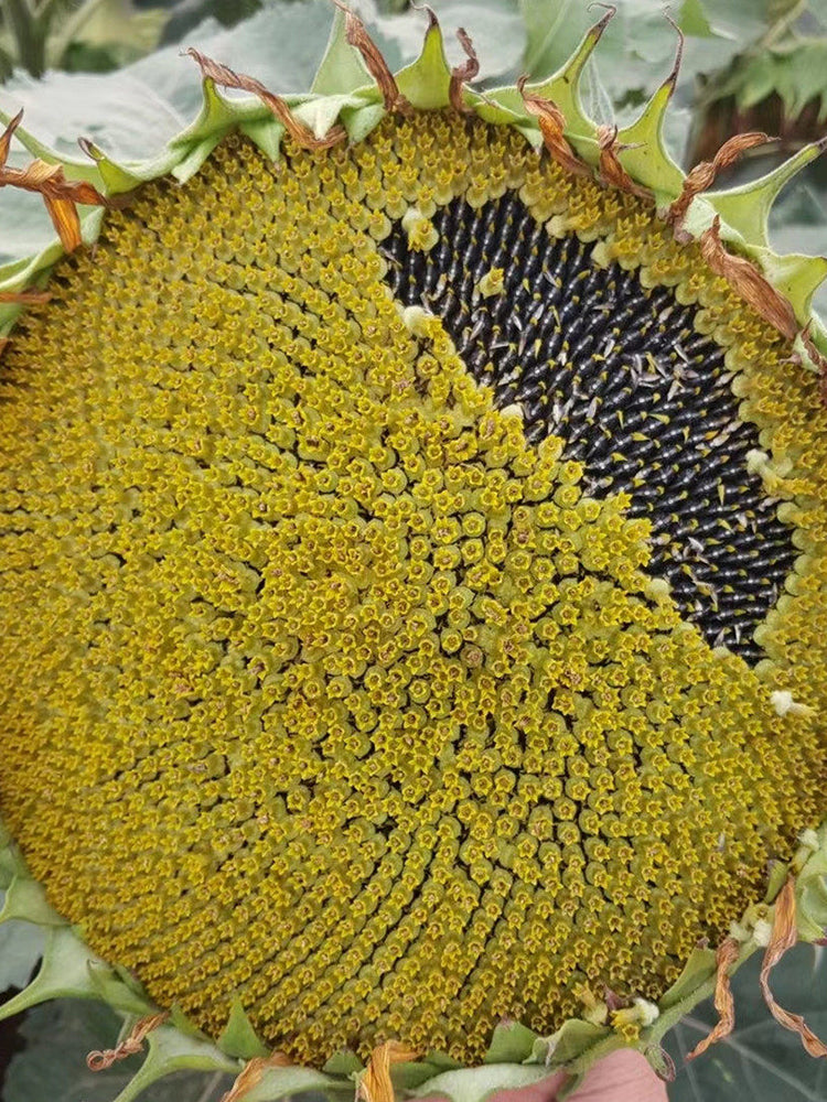 Short-stemmed Oil Sunflower