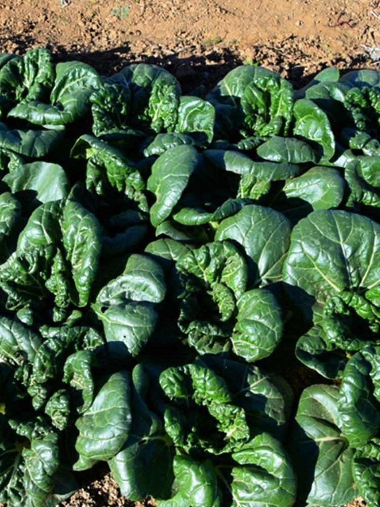 Dwarf Black-leaf Pak Choi