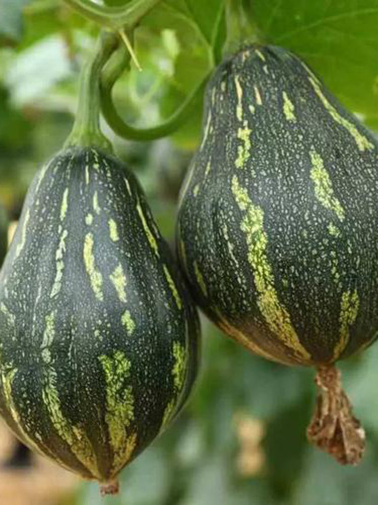 Fragrant Taro Pumpkin