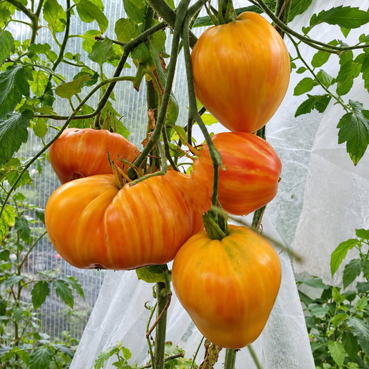 256 Tall Sally × Dwarf Viper Tomato