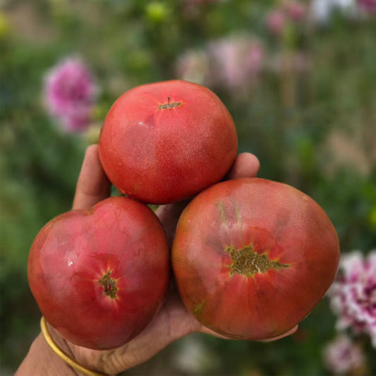 673 Cherokee Purple Stripe Tomato