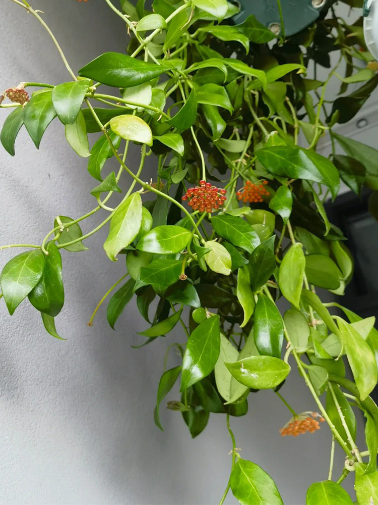 Hoya rosarioae Unrooted Stem Cuttings