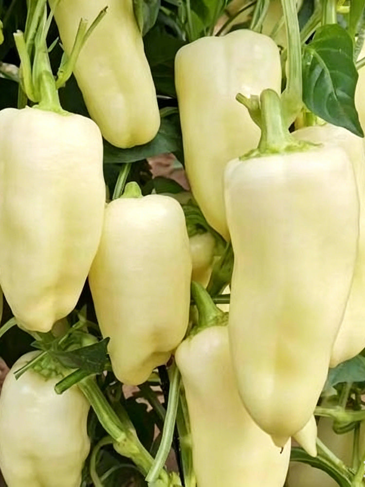 Specialty White Chili Pepper