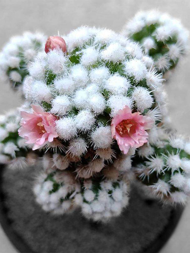 Mammillaria gracilis 'Arizona Snowcap'