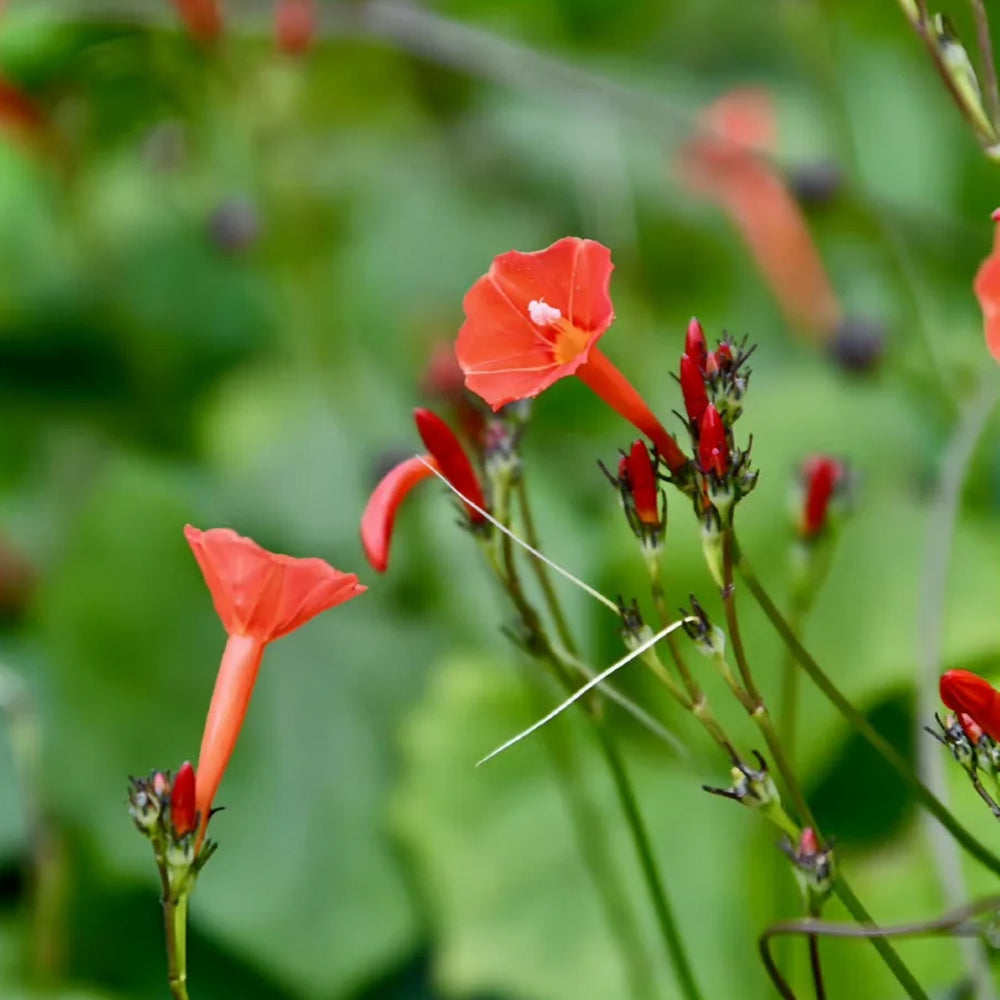 W956 Orange-Red Roundleaf Morning Glory