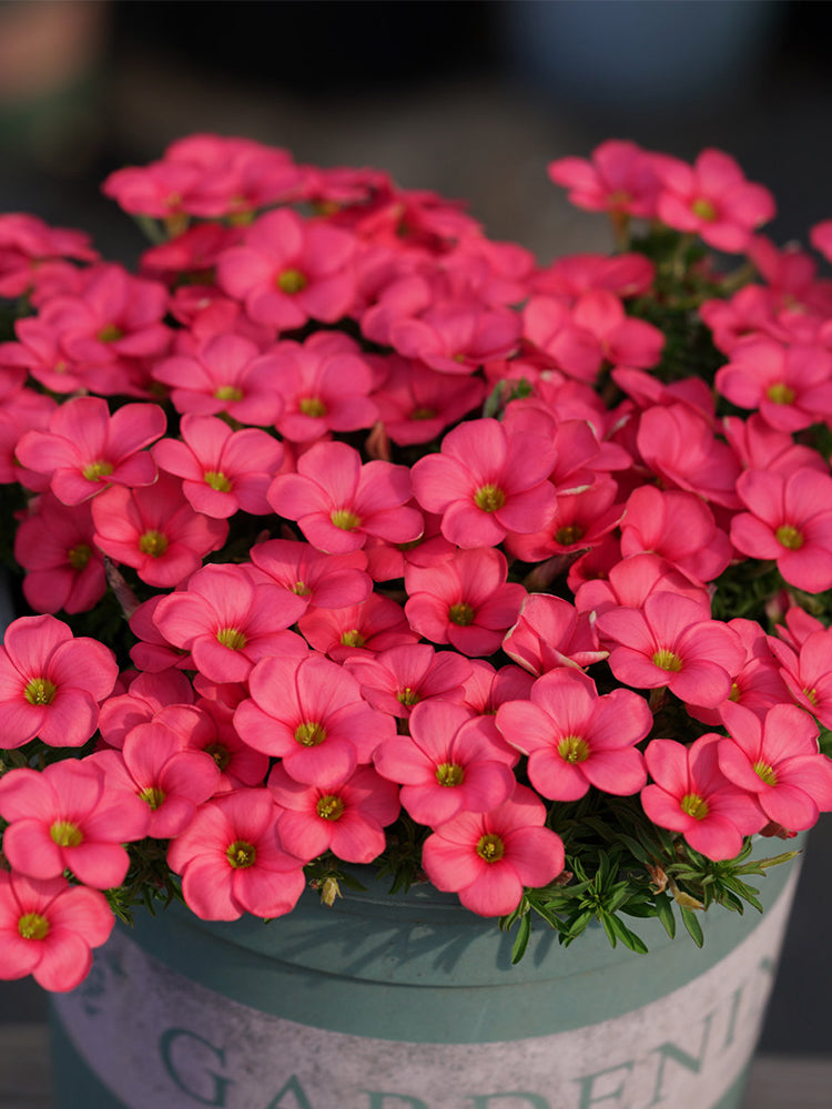 Oxalis 'Hirta Blood Moon'