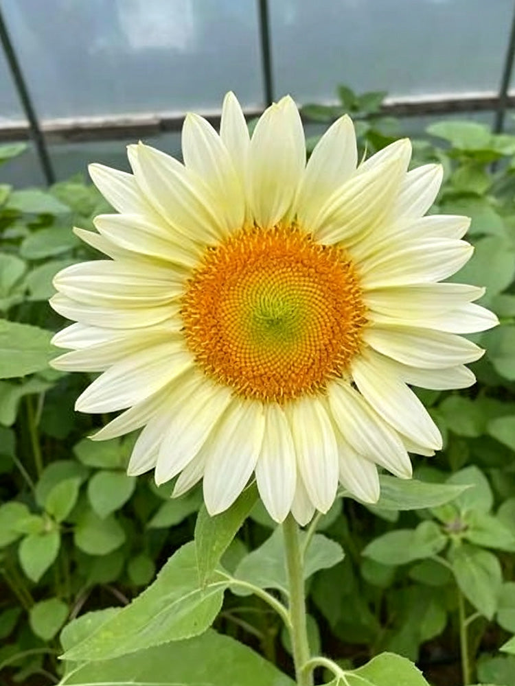 'White Moonlight' Sunflower
