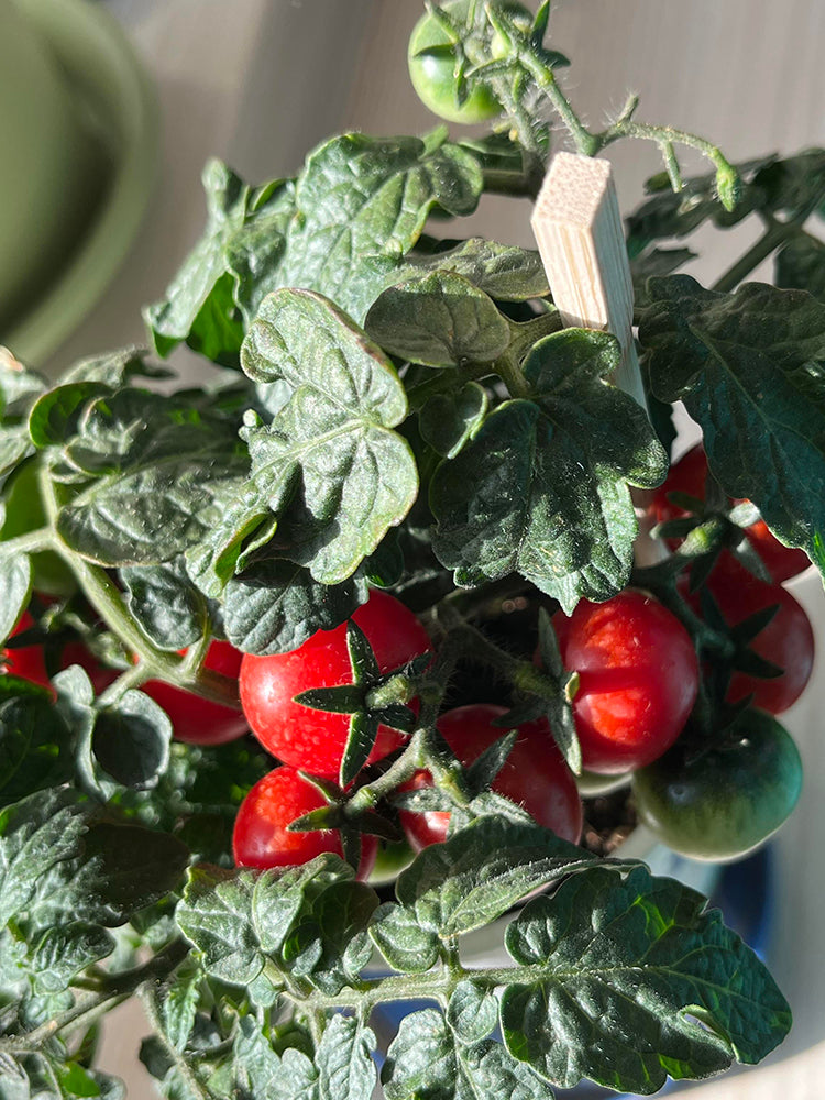 Siberian Mini Greenhouse Tomato