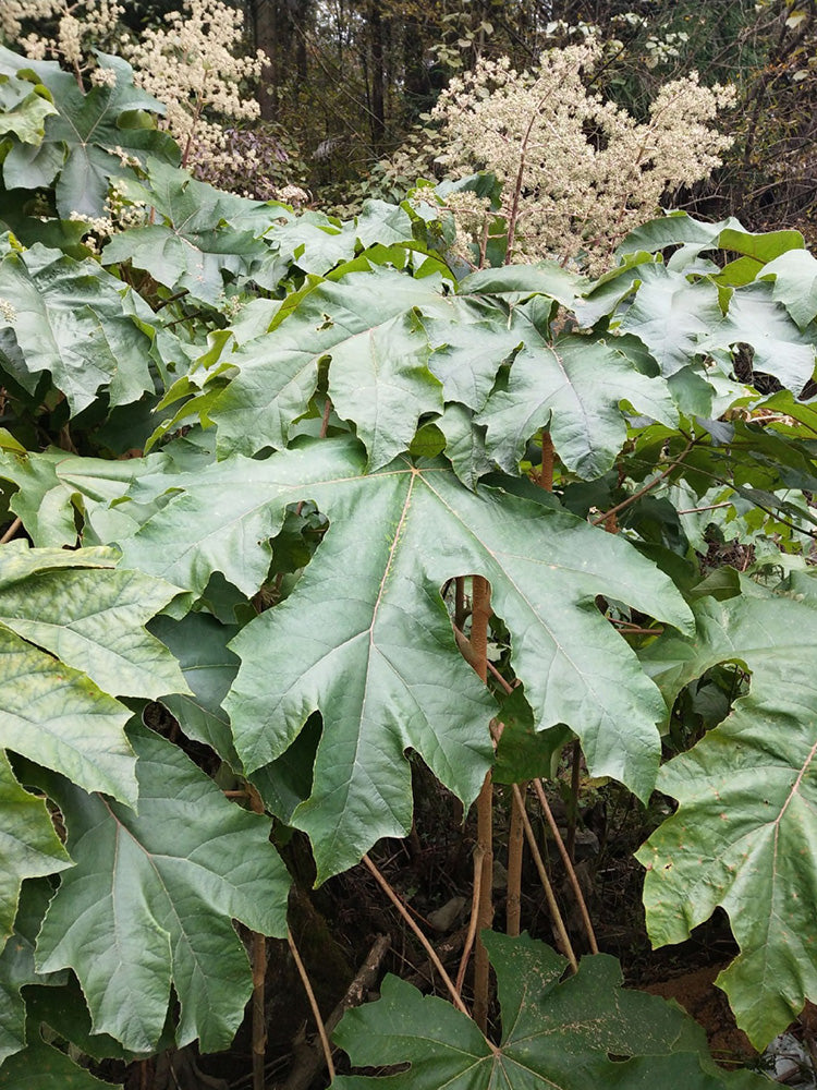 Rice Paper Plant
