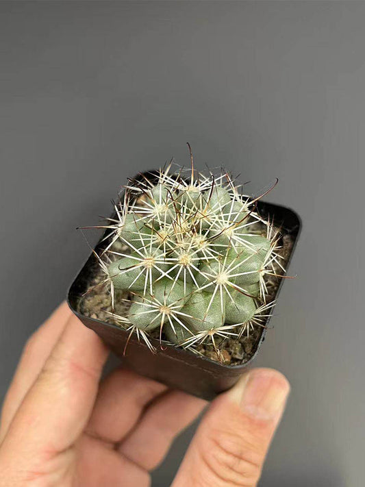 Cochemiea schumannii