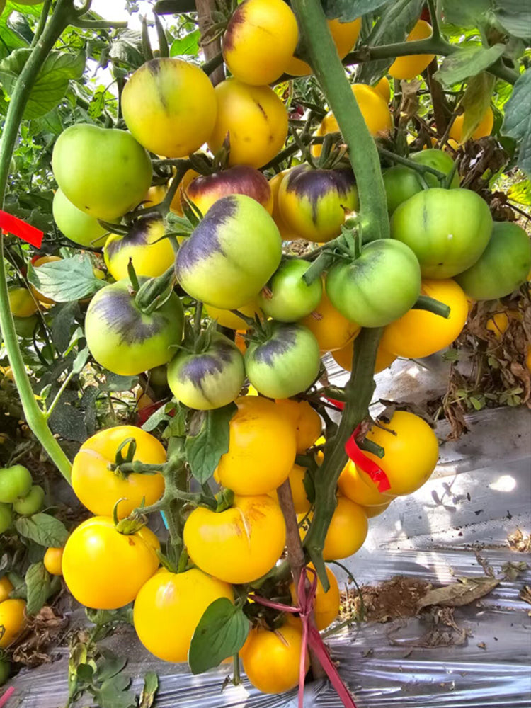 880 Blue Pom Pom Tomato