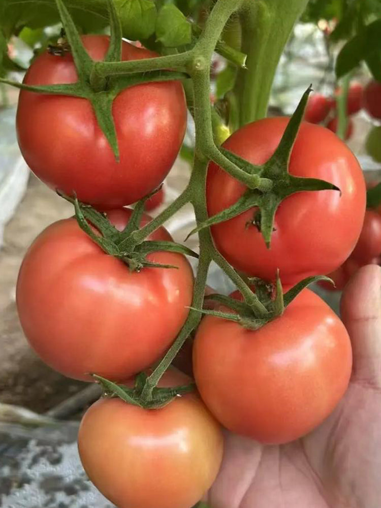 Super Sweet Pink Beauty Tomato